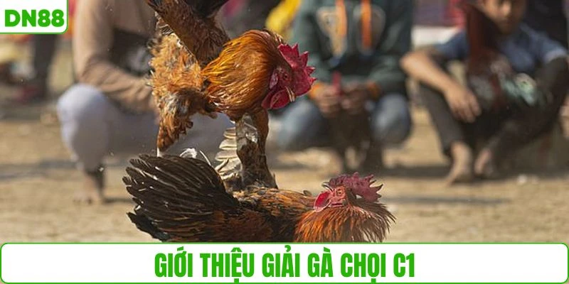 Thông tin tổng quan về giải gà chọi C1